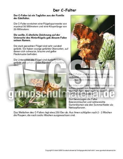 C-Falter-Steckbrief.pdf